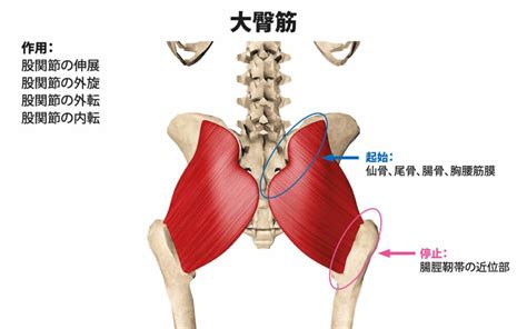 臀部肉|お尻の筋肉の名前とは？臀部の筋肉の名称を理解して。